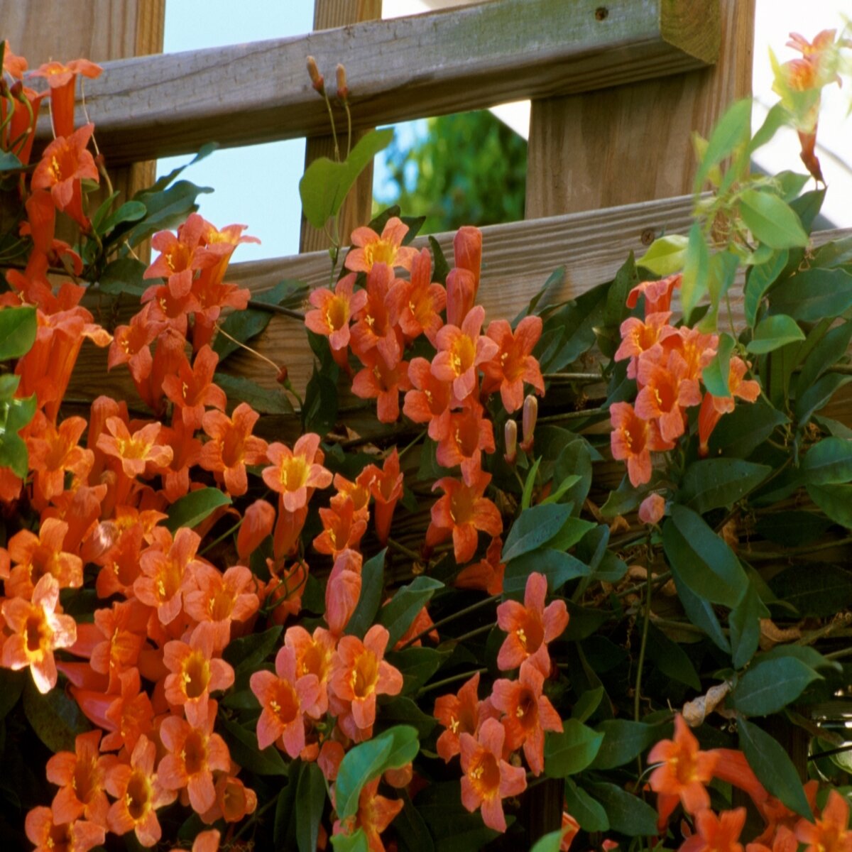 Bignonia Capreolata Tangerine Beauty Cross Vine | SiteOne US