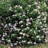 Brunfelsia Grandiflora Yesterday-Today-And-Tomorrow