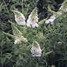 Buddleia Davidii White Profusion Butterfly Bush