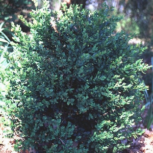 Buxus X Green Mound Boxwood