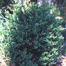 Buxus X Green Mound Boxwood