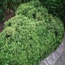 Buxus Microphylla Littleleaf Boxwood