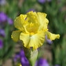 Iris Germanica Limonada Bearded Iris