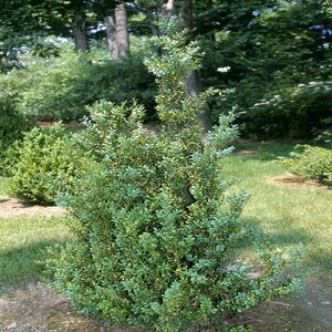Buxus Sempervirens Fastigiata American Boxwood