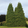 Thuja Plicata Grovepli Spring Grove Proven Winners Western Red Cedar 48 in. Height Ball and Burlap