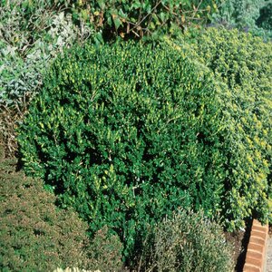 Buxus sempervirens Vardar Valley Boxwood