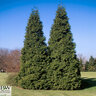 Thuja Plicata Grovepli Spring Grove Proven Winners Western Red Cedar 48 in. Height Ball and Burlap