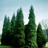 Thuja Plicata Grovepli Spring Grove Proven Winners Western Red Cedar 48 in. Height Ball and Burlap