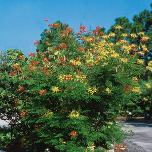 Caesalpinia Pulcherrima Pride of Barbados