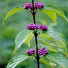 Callicarpa Dichotoma Early Amethyst Beautyberry