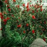 Callistemon Acuminatus Silky Bottlebrush
