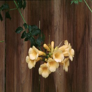 Campsis Radicans Flava Yellow Trumpet Vine