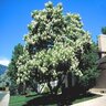 Catalpa Speciosa Northern Catalpa