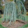 Cedrus Atlantica Glauca Pendula Weeping Blue Atlas Cedar