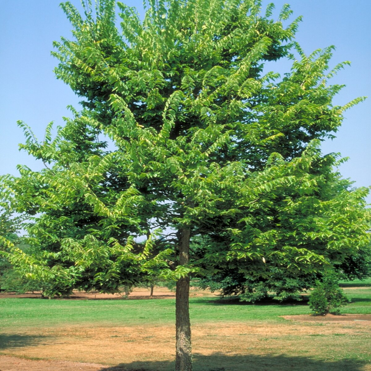 Celtis occidentalis Hackberry | SiteOne US