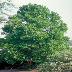 Cercidiphyllum Japonicum Katsura