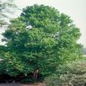 Cercidiphyllum Japonicum Katsura