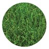 Fescue Sod Mow Free Fine Fescue (per sq. ft.)