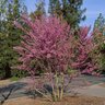 Cercis Occidentalis Western Redbud