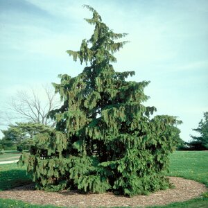 Callitropsis (Chamaecyparis) nootkatensis Pendula Weeping Alaskan Cedar