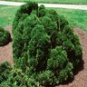 Chamaecyparis Obtusa Nana Gracilis Hinoki Falsecypress