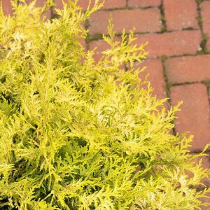 Chamaecyparis Pisifera Vintage Gold Japanese Falsecypress