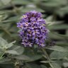 Buddleia X Flutterby Petite Blue Heaven Butterfly Bush 3 gal. Container