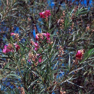 Chilopsis Linearis Burgundy Desert Willow