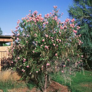 Chilopsis Linearis Desert Willow