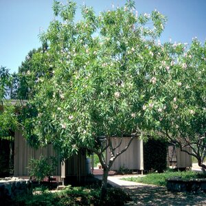 Chitalpa Tashkentensis Chitalpa