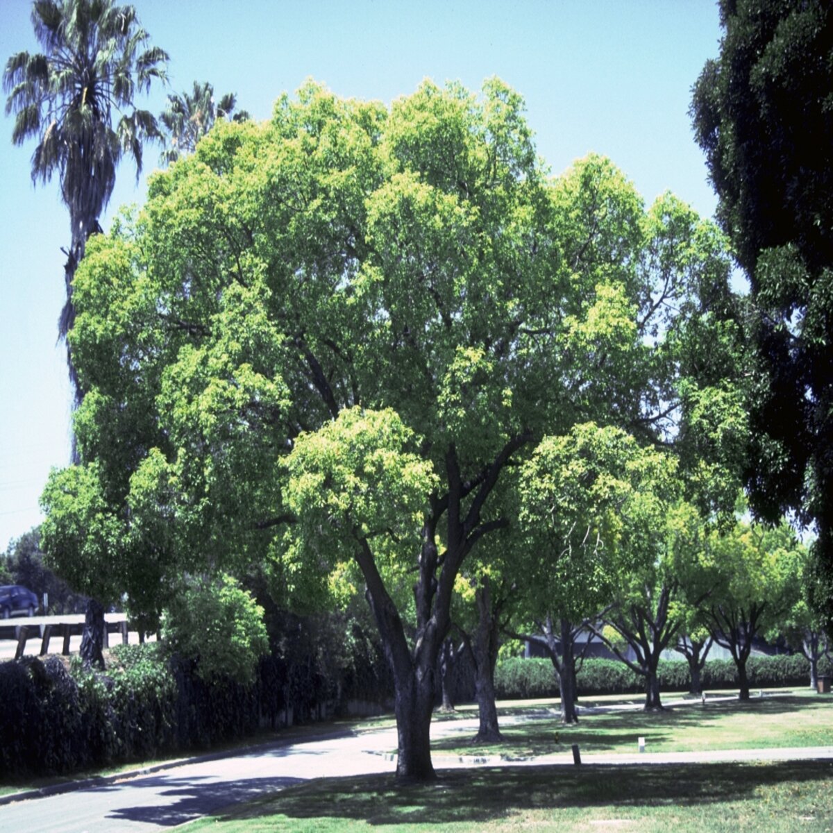 Cinnamomum Camphora Champhor Tree | SiteOne US