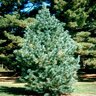 Pinus Flexilis Limber Pine 6 ft. Height Ball and Burlap