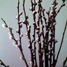 Salix caprea Pussy Willow 15 gal. Container