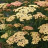 Achillea Millefolium Peachy Seduction Yarrow