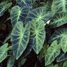 Colocasia Esculenta Illustris Elephant Ear