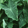 Colocasia Esculenta Elephant Ear