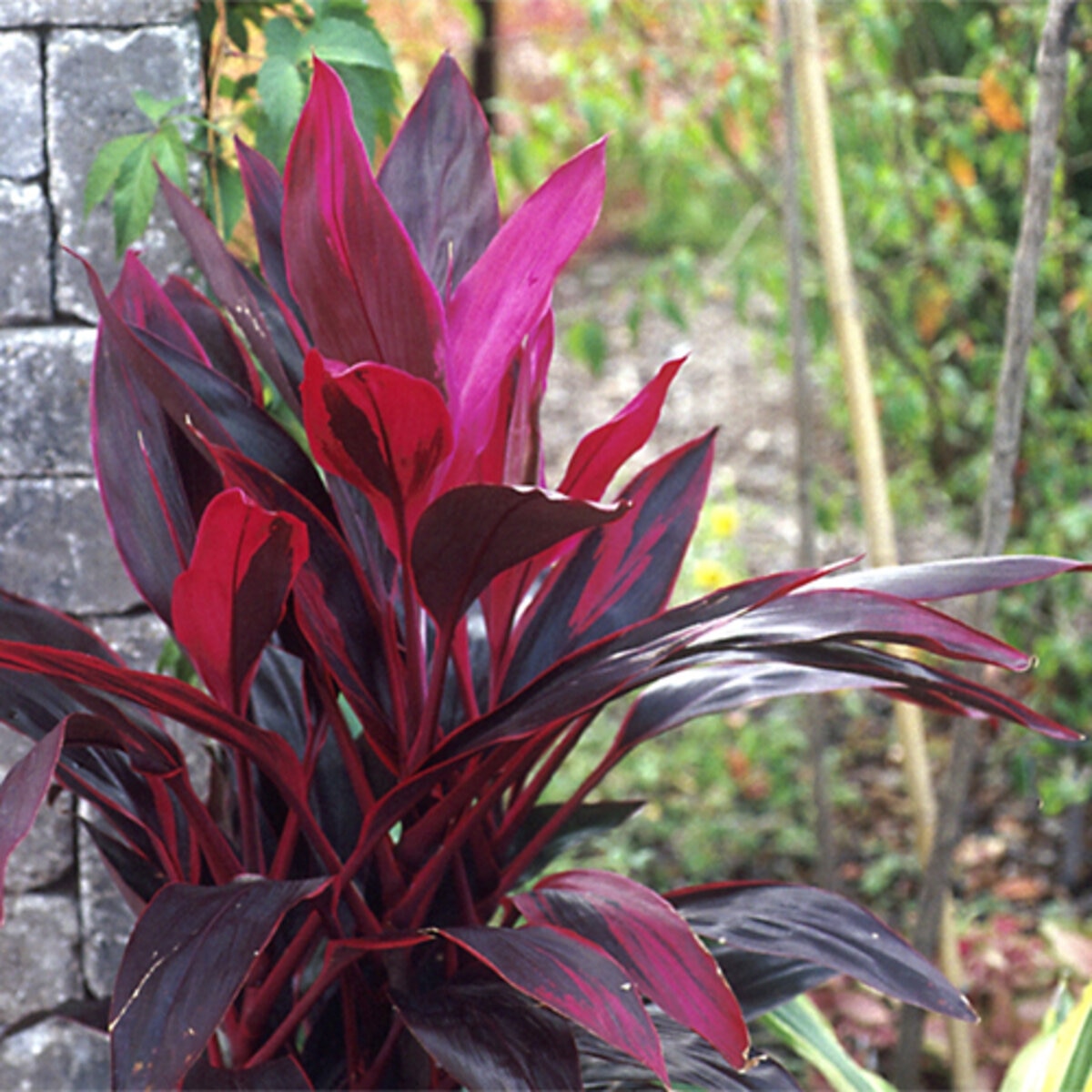 Cordyline fruticosa Red Sister Ti Plant | SiteOne US