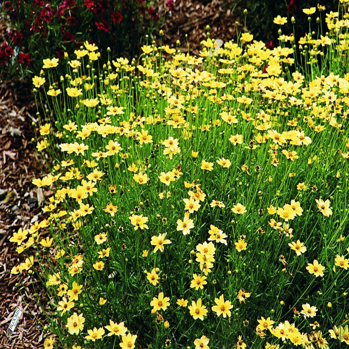 Anacis (Coreopsis) verticillata Creme Brulee Threadleaf Tickseed ...