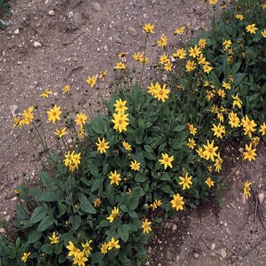 Coreopsis Auriculata Nana Tickseed