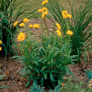 Coreopsis Grandiflora Early Sunrise Tickseed