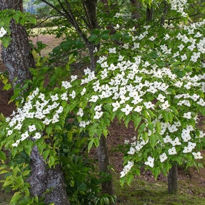 Cornus Kousa var. Chinensis Chinese Dogwood