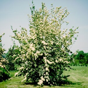 Cornus X Rutgersensis Stellar Aurora Dogwood