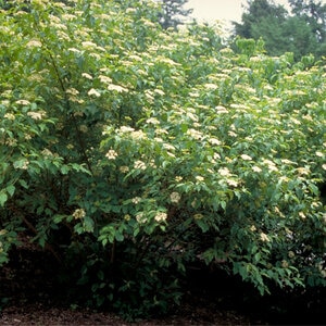 Cornus Sericea Red Twig Dogwood