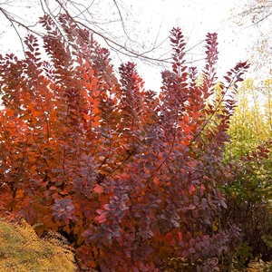 Cotinus X Grace Smoke Tree