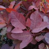 Cotinus X Grace Smoke Tree