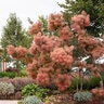 Cotinus X Grace Smoke Tree