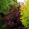 Cotinus X Grace Smoke Tree