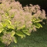 Cotinus Coggygria Ancot Golden Spirit Smoke Tree