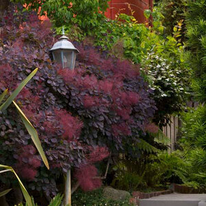 Cotinus Coggygria Royal Purple Smoke Bush