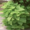 Ipomoea Batatas Margarita Sweet Potato Vine 2 gal. Container